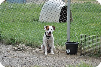 Pit Bull Terrier/Boxer Mix Dog for Sale in New cumberland, West Virginia - Ruger Pit Bull Terrier/Boxer Mix Dog for Sale in New cumberland, West Virginia - Ruger