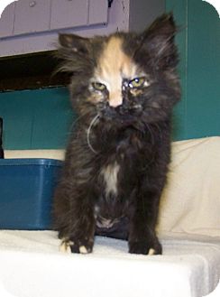 Domestic Longhair Kitten for Sale in Dover, Ohio - Topsy Domestic Longhair Kitten for Sale in Dover, Ohio - Topsy