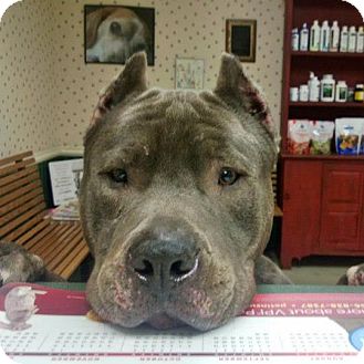 Cane Corso Mix Dog for Sale in bridgeport, Connecticut - Baloo Cane Corso Mix Dog for Sale in bridgeport, Connecticut - Baloo