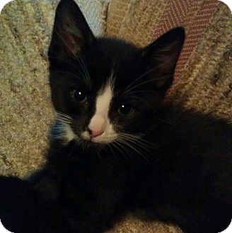 Domestic Shorthair Cat for Sale in Fairbury, Nebraska - Stigman Domestic Shorthair Cat for Sale in Fairbury, Nebraska - Stigman
