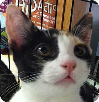 Domestic Shorthair Kitten for Sale in Winchester, California - Venice Domestic Shorthair Kitten for Sale in Winchester, California - Venice