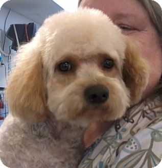 Bichon Frise/Poodle (Miniature) Mix Dog for Sale in Fresno, California - Sundance - PENDING Bichon Frise/Poodle (Miniature) Mix Dog for Sale in Fresno, California - Sundance - PENDING