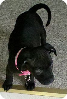 Labrador Retriever Mix Puppy for Sale in Richmond, Virginia - Valentine Labrador Retriever Mix Puppy for Sale in Richmond, Virginia - Valentine