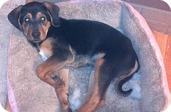 Shepherd (Unknown Type)/Black and Tan Coonhound Mix Puppy for Sale in Hazard, Kentucky - Bullet Shepherd (Unknown Type)/Black and Tan Coonhound Mix Puppy for Sale in Hazard, Kentucky - Bullet