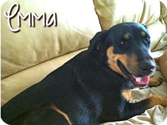German Shepherd Dog Mix Dog for Sale in Phoenix, Arizona - Emma German Shepherd Dog Mix Dog for Sale in Phoenix, Arizona - Emma