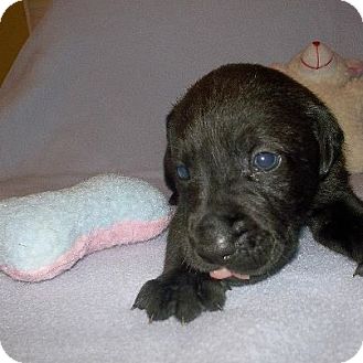 Labrador Retriever Mix Puppy for Sale in Shirley, New York - JETT Labrador Retriever Mix Puppy for Sale in Shirley, New York - JETT