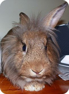 Lionhead Mix for Sale in North Gower, Ontario - Kohei Lionhead Mix for Sale in North Gower, Ontario - Kohei
