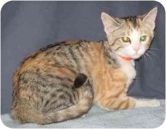 Domestic Shorthair Kitten for Sale in Powell, Ohio - Josie Domestic Shorthair Kitten for Sale in Powell, Ohio - Josie