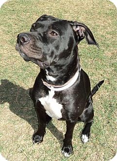 Boxer/Pit Bull Terrier Mix Dog for Sale in Chandler, Arizona - Zoie Boxer/Pit Bull Terrier Mix Dog for Sale in Chandler, Arizona - Zoie