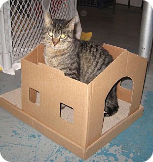 Domestic Shorthair Cat for Sale in Geneseo, Illinois - Weasel Domestic Shorthair Cat for Sale in Geneseo, Illinois - Weasel