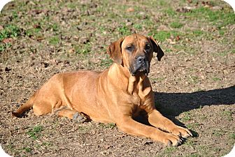 English Mastiff Mix Dog for Sale in manasquam, New Jersey - Baby Girl English Mastiff Mix Dog for Sale in manasquam, New Jersey - Baby Girl