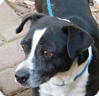 Jack Russell Terrier Mix Dog for Sale in anywhere, New Hampshire - Mr Bradley adoption fee reduce Jack Russell Terrier Mix Dog for Sale in anywhere, New Hampshire - Mr Bradley adoption fee reduce
