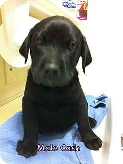 Labrador Retriever Mix Puppy for Sale in Danbury, Connecticut - Cash Labrador Retriever Mix Puppy for Sale in Danbury, Connecticut - Cash
