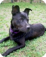 Labrador Retriever/Shepherd (Unknown Type) Mix Dog for Sale in New Bedford, Massachusetts - Jax Labrador Retriever/Shepherd (Unknown Type) Mix Dog for Sale in New Bedford, Massachusetts - Jax
