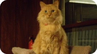 Domestic Longhair Cat for Sale in Grand Rapids, Michigan - Farrah Domestic Longhair Cat for Sale in Grand Rapids, Michigan - Farrah