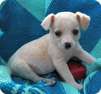 Golden Retriever/Beagle Mix Puppy for Sale in Sussex, New Jersey - Tinkerbell Golden Retriever/Beagle Mix Puppy for Sale in Sussex, New Jersey - Tinkerbell