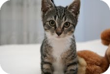 Domestic Shorthair Kitten for Sale in East Brunswick, New Jersey - Ginny Domestic Shorthair Kitten for Sale in East Brunswick, New Jersey - Ginny