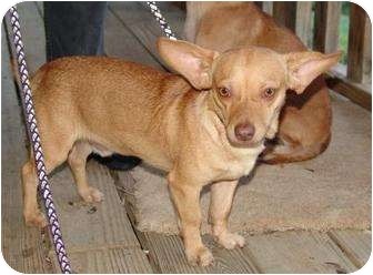 Chihuahua Mix Dog for Sale in Washington, D.C. - Nod ($100 off) Chihuahua Mix Dog for Sale in Washington, D.C. - Nod ($100 off)