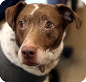 German Shorthaired Pointer Mix Dog for Sale in Kettering, Ohio - Boomer German Shorthaired Pointer Mix Dog for Sale in Kettering, Ohio - Boomer