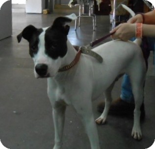 Boxer/Terrier (Unknown Type, Medium) Mix Dog for Sale in Henderson, Kentucky - Rex Boxer/Terrier (Unknown Type, Medium) Mix Dog for Sale in Henderson, Kentucky - Rex