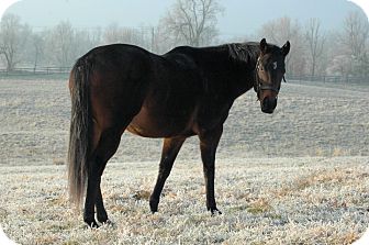 Thoroughbred Mix for Sale in Nicholasville, Kentucky - Andy Thoroughbred Mix for Sale in Nicholasville, Kentucky - Andy