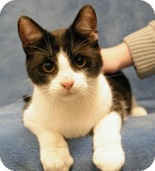 Domestic Shorthair Cat for Sale in Sacramento, California - Eric Domestic Shorthair Cat for Sale in Sacramento, California - Eric