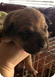 Pembroke Welsh Corgi/Corgi Mix Puppy for Sale in Lancaster, Ohio - Skittles Pembroke Welsh Corgi/Corgi Mix Puppy for Sale in Lancaster, Ohio - Skittles