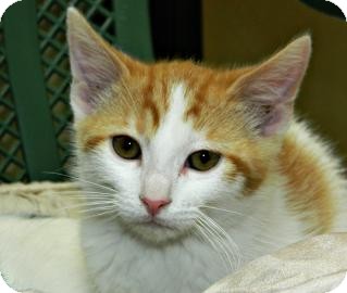 Domestic Shorthair Kitten for Sale in Cheyenne, Wyoming - Wattson Domestic Shorthair Kitten for Sale in Cheyenne, Wyoming - Wattson