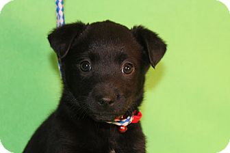 Border Collie/Collie Mix Puppy for Sale in Broomfield, Colorado - Dharma Border Collie/Collie Mix Puppy for Sale in Broomfield, Colorado - Dharma