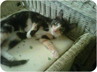 Calico Cat for Sale in Los Angeles, California - Kali Calico Cat for Sale in Los Angeles, California - Kali