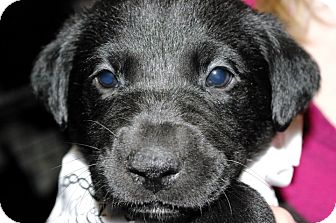 Labrador Retriever Mix Puppy for Sale in Huntsville, Alabama - Opal Labrador Retriever Mix Puppy for Sale in Huntsville, Alabama - Opal