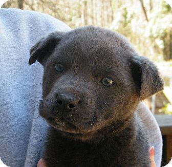 Labrador Retriever Mix Puppy for Sale in shelton, Connecticut - Cruzan Labrador Retriever Mix Puppy for Sale in shelton, Connecticut - Cruzan