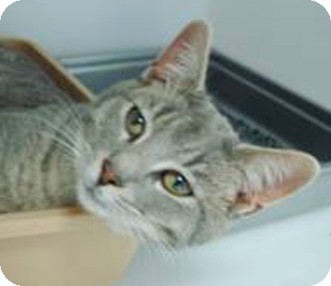 Domestic Shorthair Cat for Sale in Merrifield, Virginia - Frost Domestic Shorthair Cat for Sale in Merrifield, Virginia - Frost
