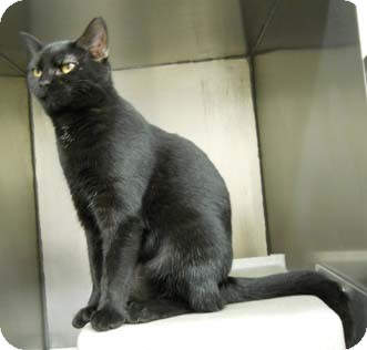 Domestic Shorthair Cat for Sale in Merrifield, Virginia - Minina Domestic Shorthair Cat for Sale in Merrifield, Virginia - Minina