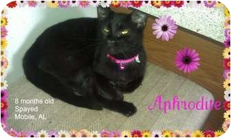Domestic Shorthair Cat for Sale in Mobile, Alabama - Aphrodite Domestic Shorthair Cat for Sale in Mobile, Alabama - Aphrodite