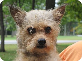 Yorkie, Yorkshire Terrier/Poodle (Toy or Tea Cup) Mix Dog for Sale in Harrisonburg, Virginia - Mindy Yorkie, Yorkshire Terrier/Poodle (Toy or Tea Cup) Mix Dog for Sale in Harrisonburg, Virginia - Mindy