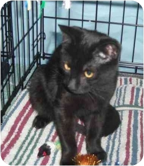Domestic Shorthair Kitten for Sale in Little Falls, New Jersey - JACK (DS) Domestic Shorthair Kitten for Sale in Little Falls, New Jersey - JACK (DS)