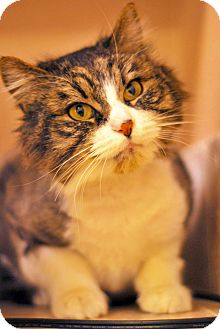 Domestic Longhair Cat for Sale in Boise, Idaho - Lucinda Domestic Longhair Cat for Sale in Boise, Idaho - Lucinda