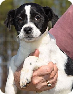 Labrador Retriever/Border Collie Mix Puppy for Sale in Washington, D.C. - Sabrina Labrador Retriever/Border Collie Mix Puppy for Sale in Washington, D.C. - Sabrina