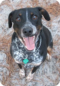 Australian Cattle Dog Dog for Sale in Forked River, New Jersey - Boomer Australian Cattle Dog Dog for Sale in Forked River, New Jersey - Boomer