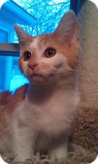 Domestic Shorthair Kitten for Sale in Cleveland, Ohio - Jasper Domestic Shorthair Kitten for Sale in Cleveland, Ohio - Jasper