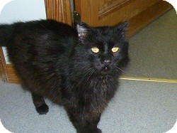 Domestic Mediumhair Cat for Sale in Hamburg, New York - Mimortor Domestic Mediumhair Cat for Sale in Hamburg, New York - Mimortor