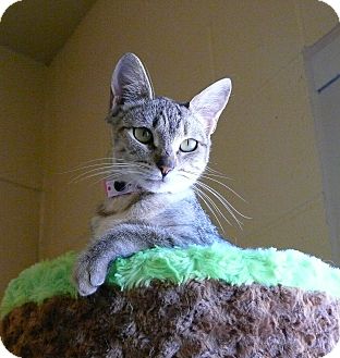 Domestic Shorthair Cat for Sale in Chula Vista, California - Eva Domestic Shorthair Cat for Sale in Chula Vista, California - Eva