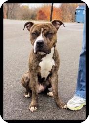 Boxer/American Bulldog Mix Dog for Sale in Howell, Michigan - Guinness Boxer/American Bulldog Mix Dog for Sale in Howell, Michigan - Guinness