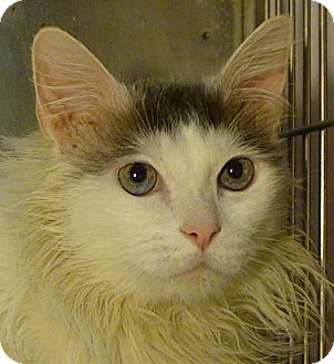 Domestic Longhair Cat for Sale in El Cajon, California - Whiskers Domestic Longhair Cat for Sale in El Cajon, California - Whiskers