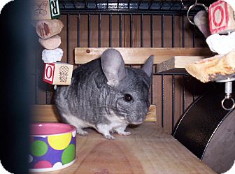 Chinchilla for Sale in Avondale, Louisiana - Chum Chum Chinchilla for Sale in Avondale, Louisiana - Chum Chum