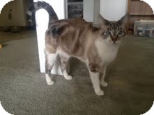 Domestic Shorthair Cat for Sale in Modesto, California - Baby Cat Domestic Shorthair Cat for Sale in Modesto, California - Baby Cat