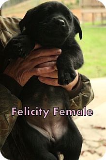 Retriever (Unknown Type) Mix Puppy for Sale in Danbury, Connecticut - Felicity ADOPTION PENDING Retriever (Unknown Type) Mix Puppy for Sale in Danbury, Connecticut - Felicity ADOPTION PENDING