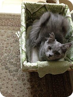 Russian Blue Kitten for Sale in Modesto, California - Dana Russian Blue Kitten for Sale in Modesto, California - Dana