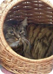 Domestic Longhair Cat for Sale in New Bedford, Massachusetts - Henry Domestic Longhair Cat for Sale in New Bedford, Massachusetts - Henry